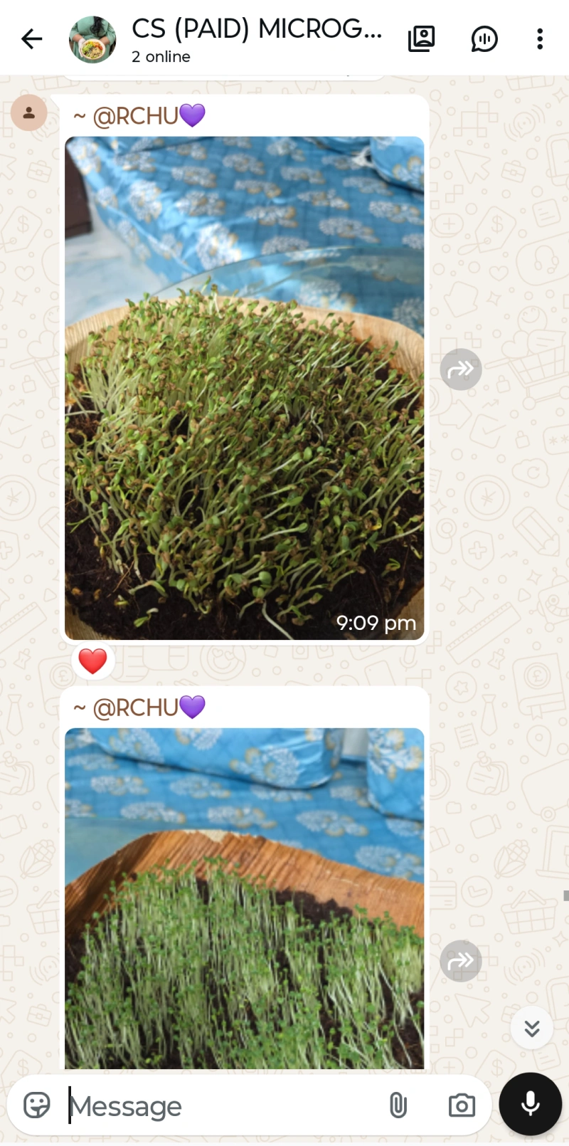 Microgreen Test 2